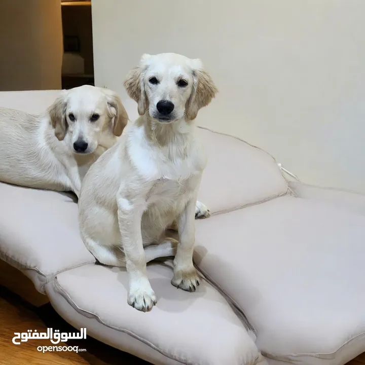 GOLDEN RETRIEVER PUPPY 4 MONTHS OLD