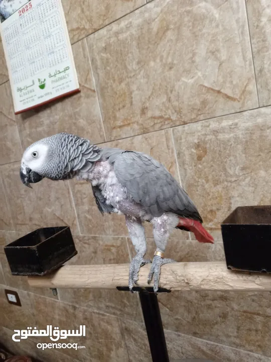 طيره كاسكو بالصلاة على النبي
