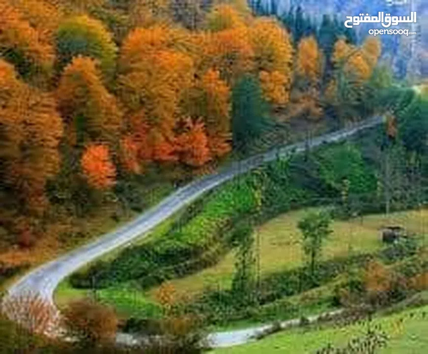 مترجم . سائق
