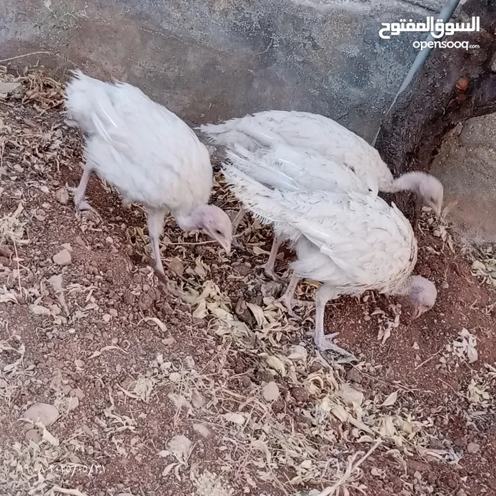ارانب عدد 11 + حبش هولندي عدد 4