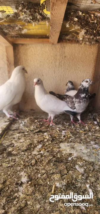 زوج حمام مالطي مع فراخه