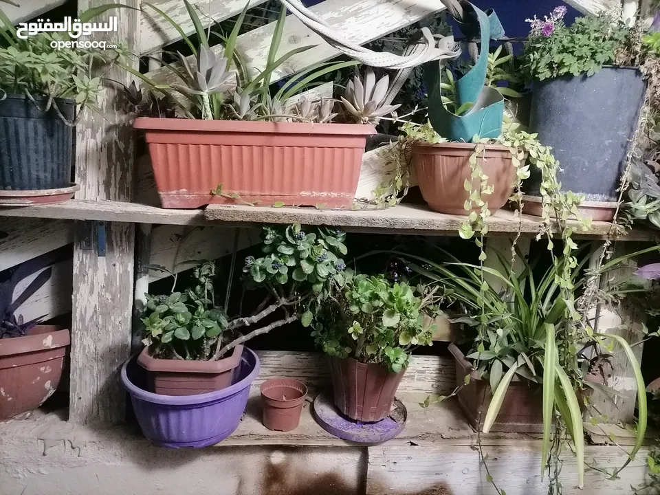 نباتات زينة منزلية للبيع بسبب الرحيل