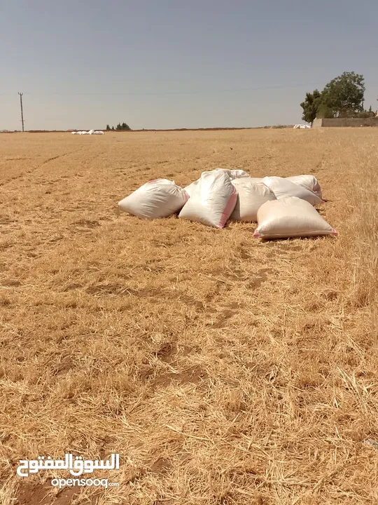 تبن لبيع تبن  شعير