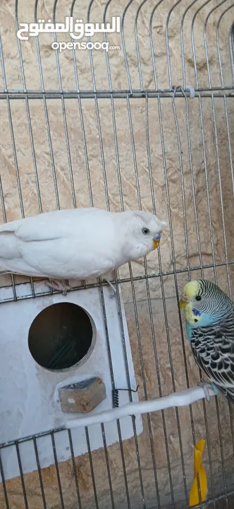طيور [بادجي] عدد 3 للبيع صحه و نشاط و نظافه تبارك الله