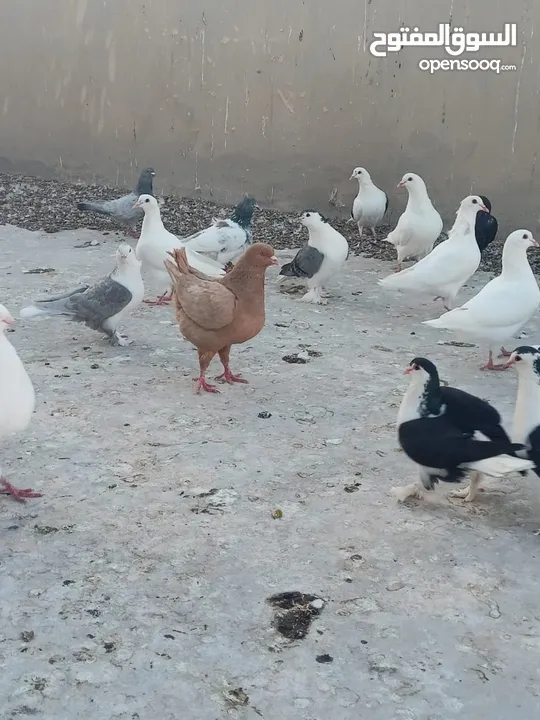 حمام فرنسي للبيع الفرنسي و اللاهور  بايع كوم كامل للاستفسار عنهم