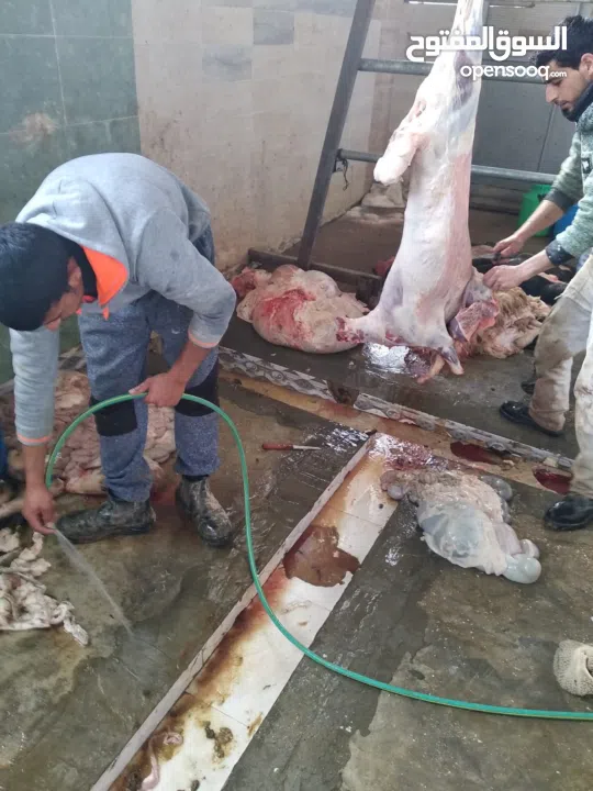 ملحمة ومسلخ خاص وأرض "مزرعة" للبيع