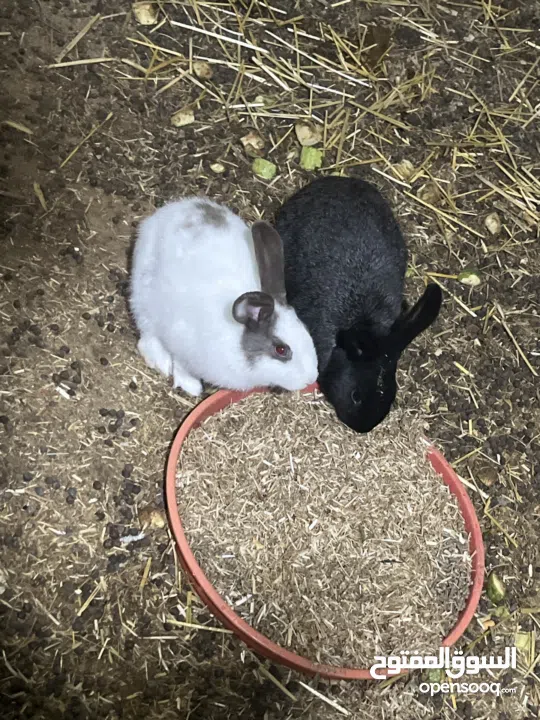 ارانب للبيع