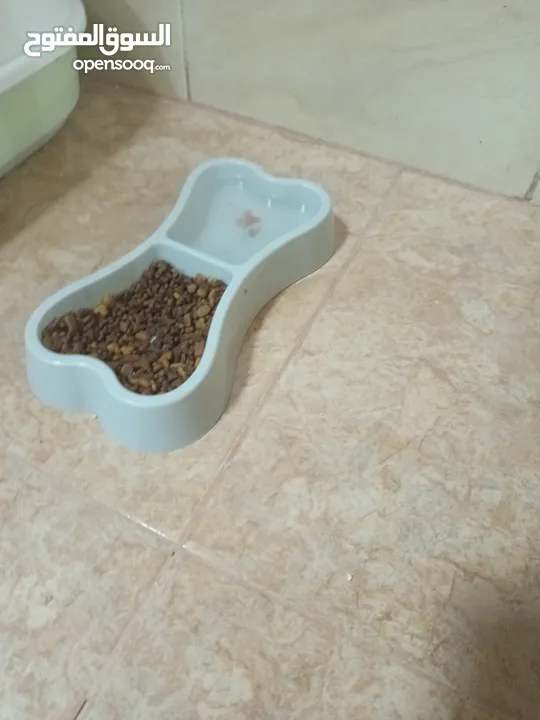 قط شيرازي ابيض واسود للبيع مع اغراضه