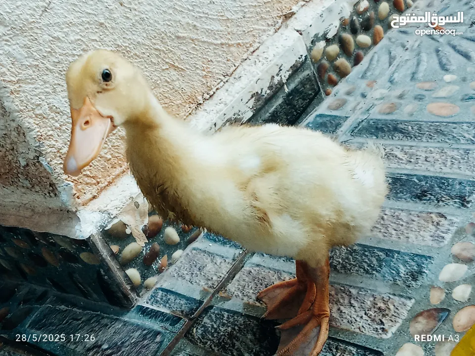 بطه فرخ عمرها شهر