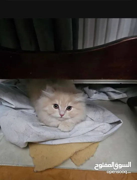 قط ذكر شعر طويل أطراف قصيره لون كرميل مميز العمر 3 أشهر