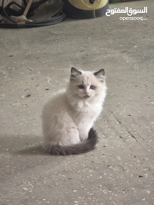 قطط هملايا بعمر شهر