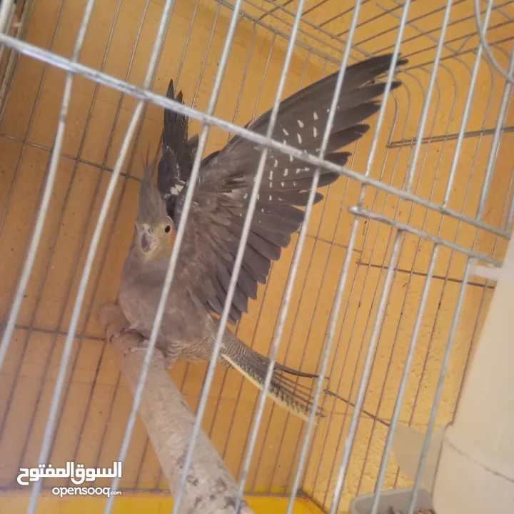 جوز كوكتيل نخب تحتهم بيض مع قفص كاسكو حجم كبير سعر حررررق
