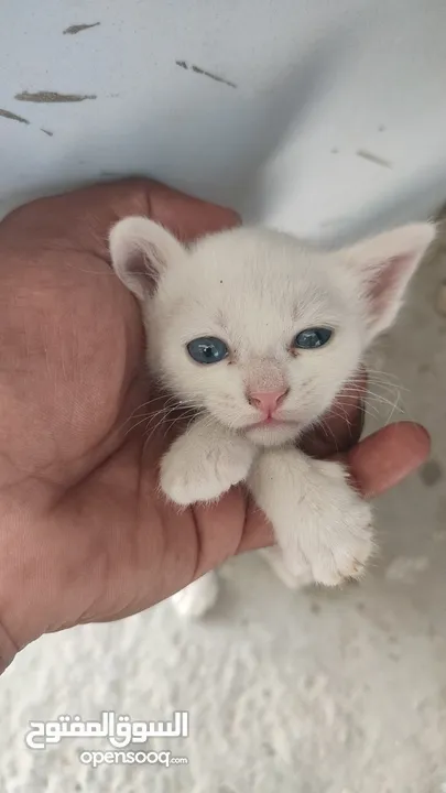 kitten 1month aged