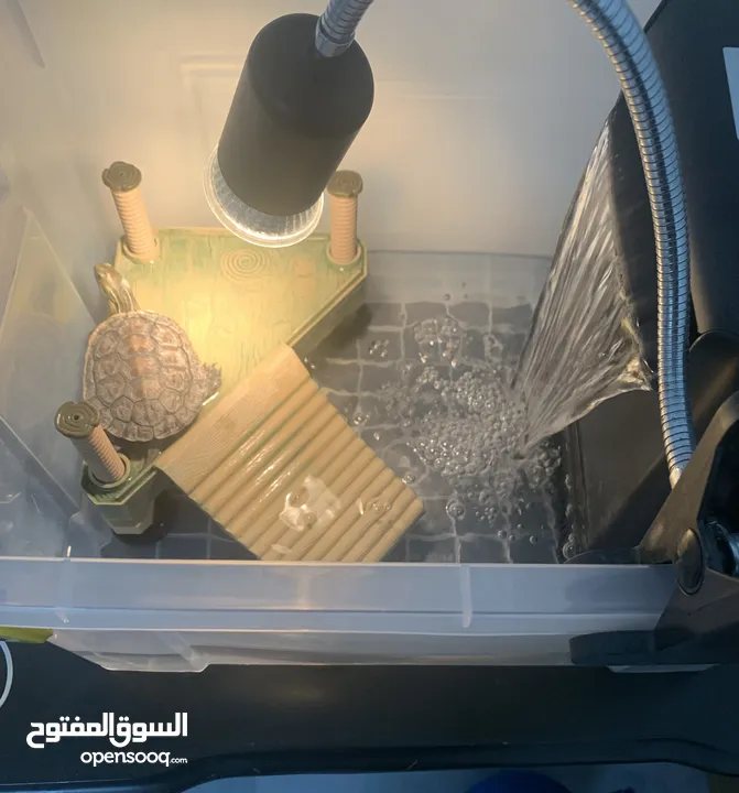 سلاحف برمائية اليفة