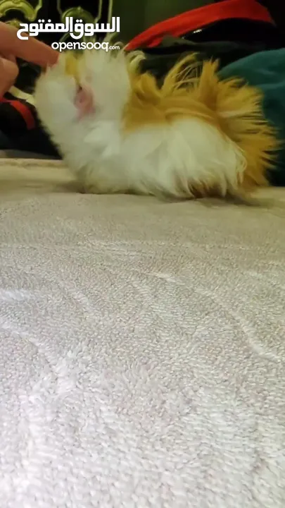 ارنب هندي ، ارانب هندية، guinea pig