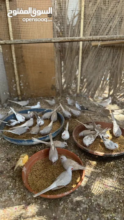 Dove bird pigeon دوف مكس للمهتمين للتربية منتج