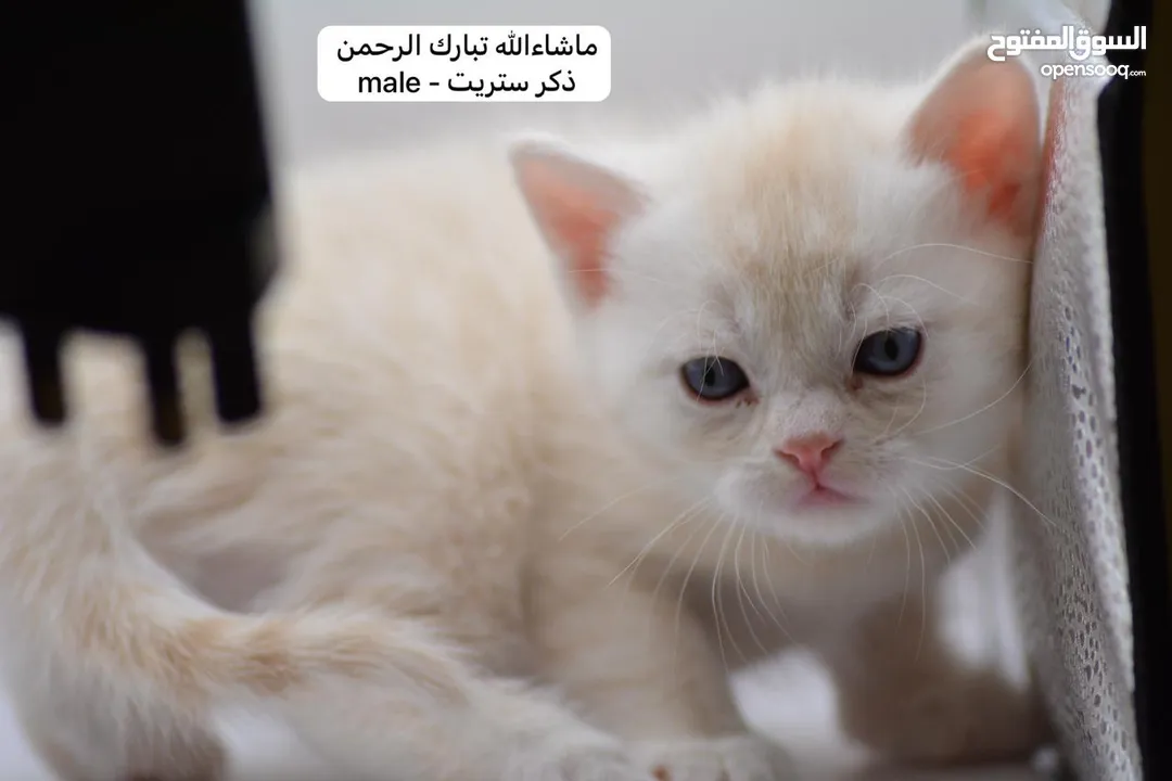 سكوتش كيتن فولد وستريت الوان مميزه ليلك ومشمشي وغيرها 15 كيتن
