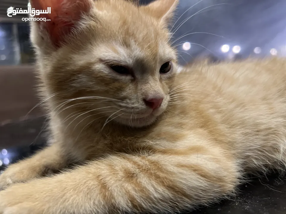 Arab cat (orange)