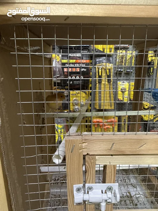 عصافير كنار وكوكتيل