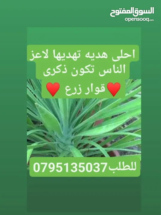 نباتات زراعيه جاهزه وورق عنب وملوخيه ودبس خروب ودبس عنب وجبنه ومعمول وكعك ودحدح وكبه