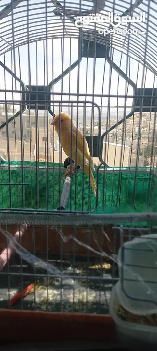 فحل كنار أصفر بندووووق حبة بتجنن