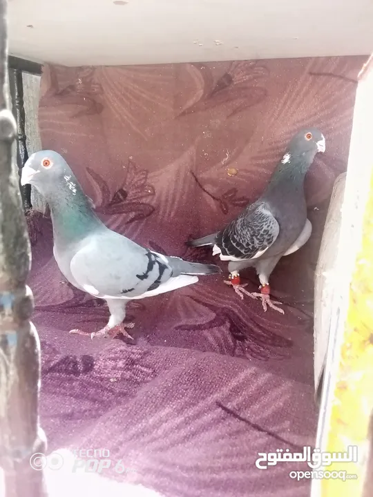 حمام للبيع اقرأ الوصف