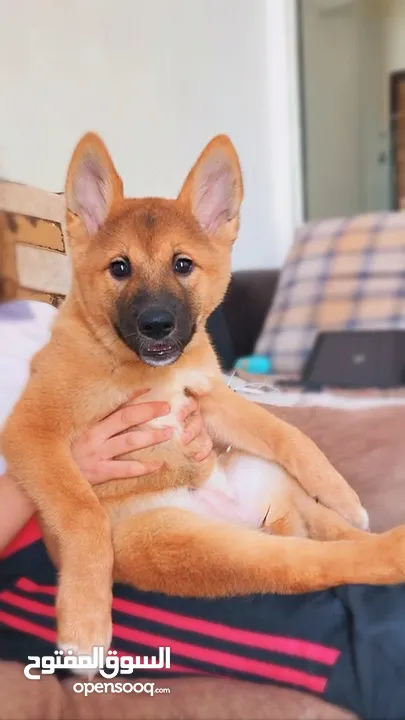 Akita puppies for sale