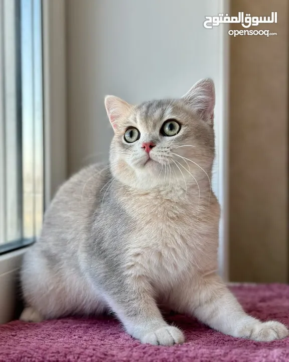 British shorthair kitten