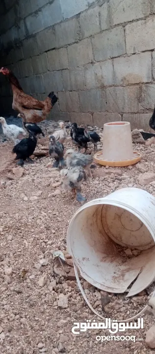 صيصان براهيمي للبيع
