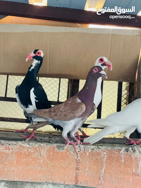 حمام بغدادي وبناديق مع فراخ وبيض للبدل ع فراخ جاج