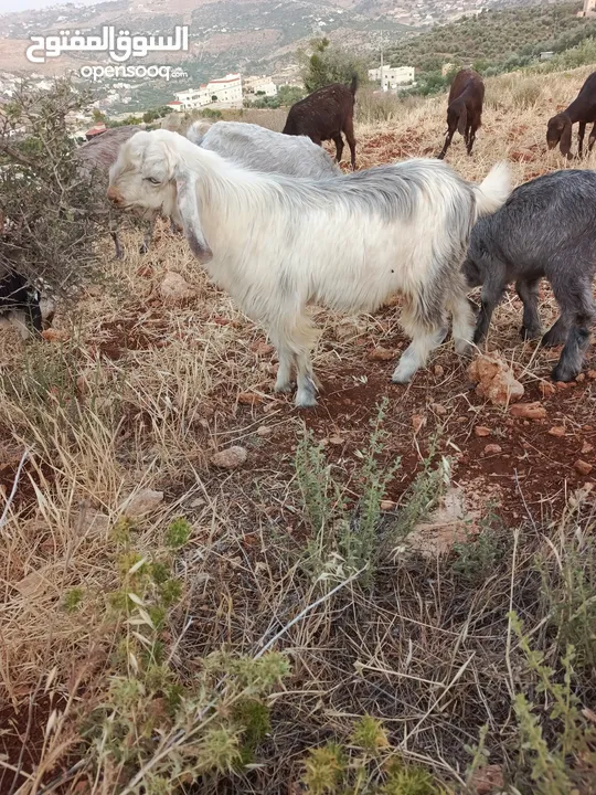 جدي لون مميز عمره 7شهور مشروع فحل فوق النخب  وتوم جدي وصخله عمر 3 شهور