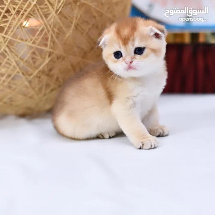 Golden pure kitten