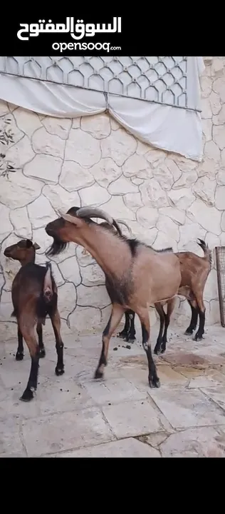 فحل وماعز البينو الاصلي