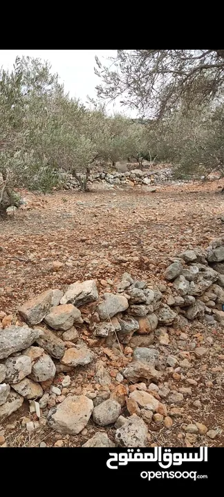 ارض للبيع سلفيت -بروقين