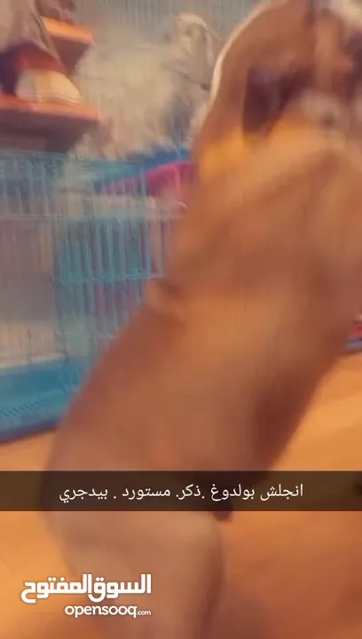 انجلش بولدوغ مميز بيدجري