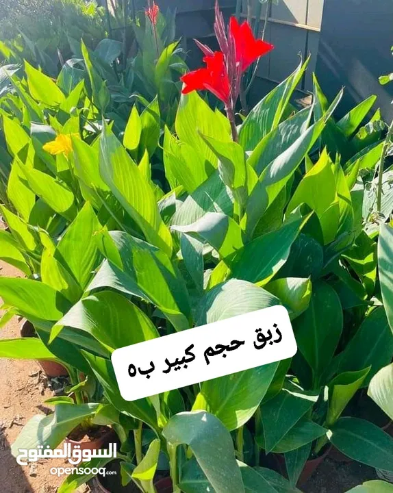 متوفر جميع انواع الاشجار المثمرة والزينة والورود وخدمة الزراع وتنسيق الحدائق وجميع انواع القواير