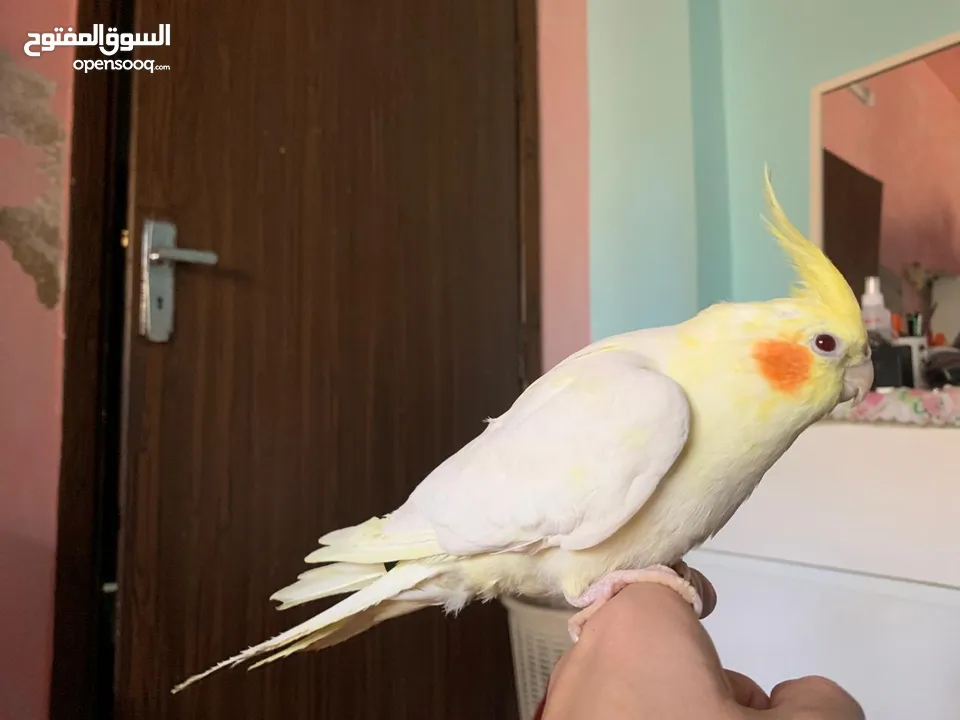 كوكتيل لاتينو مع قفصه للبيع