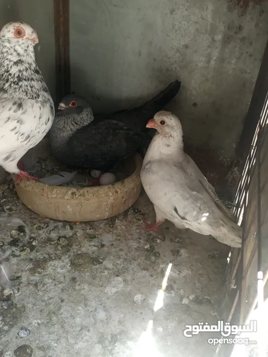 اربع جواز قراقطه حبات حلوة  شغالات