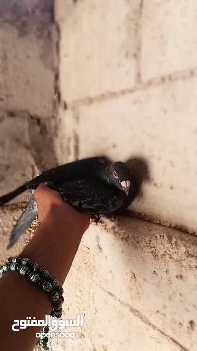 كوم حمام للبيع العدد 12 طير