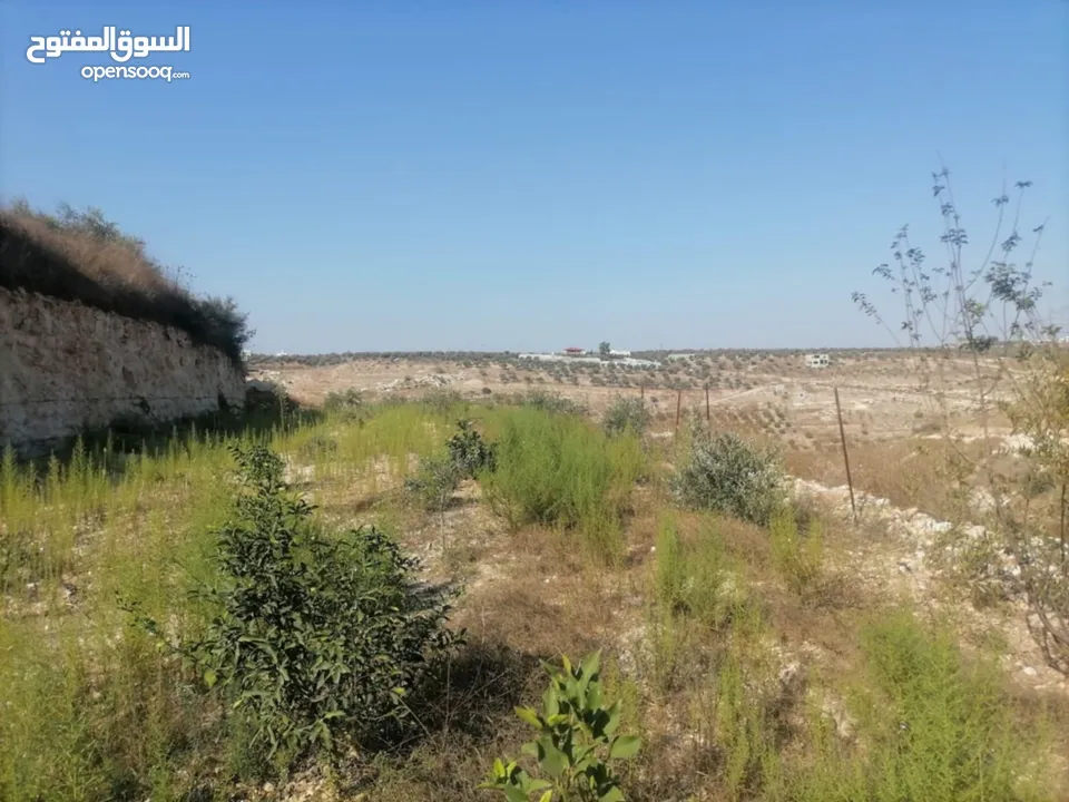 قطعة ارض للبيع 5,300  فيها 80 زيتون وفيها 80شجر مشكل مثل لوز كرز خوخو وفيها 30 دوالي العمر 3سنين