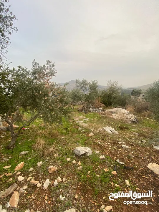 ارض للبيع نابلس_طلوزه