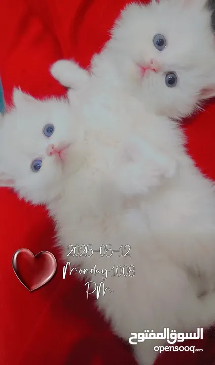 Available kittens for sale high quality breed Cats (Silver British breed & Scottish straight breed.)
