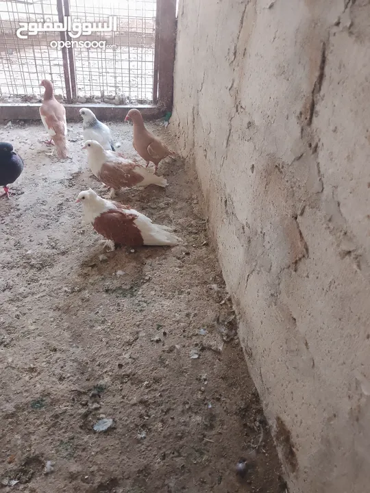 متاح جواز و حبات فلت موجودات طبربور سعرهن كويس