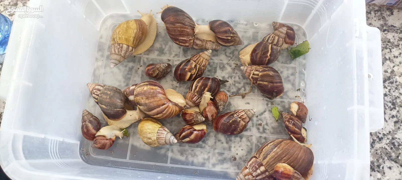 حلزونات افريقيا للبيع African snails for sale