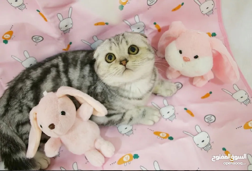 Scottish fold and Straight kittens