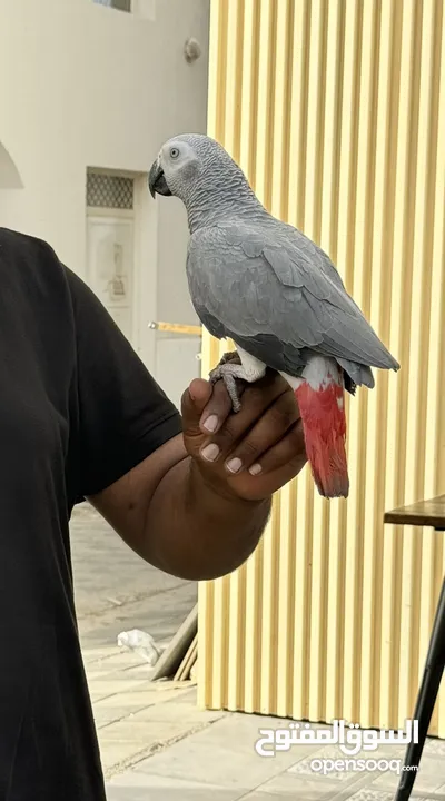 African grey parrot