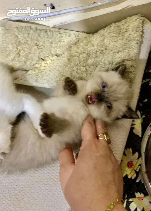 Adorable British Shorthair Kittens Looking for Their Forever Homes – Ready to Join Your Family