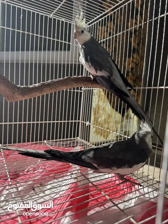 Cockteil Male WF and Creamy Face for Sale