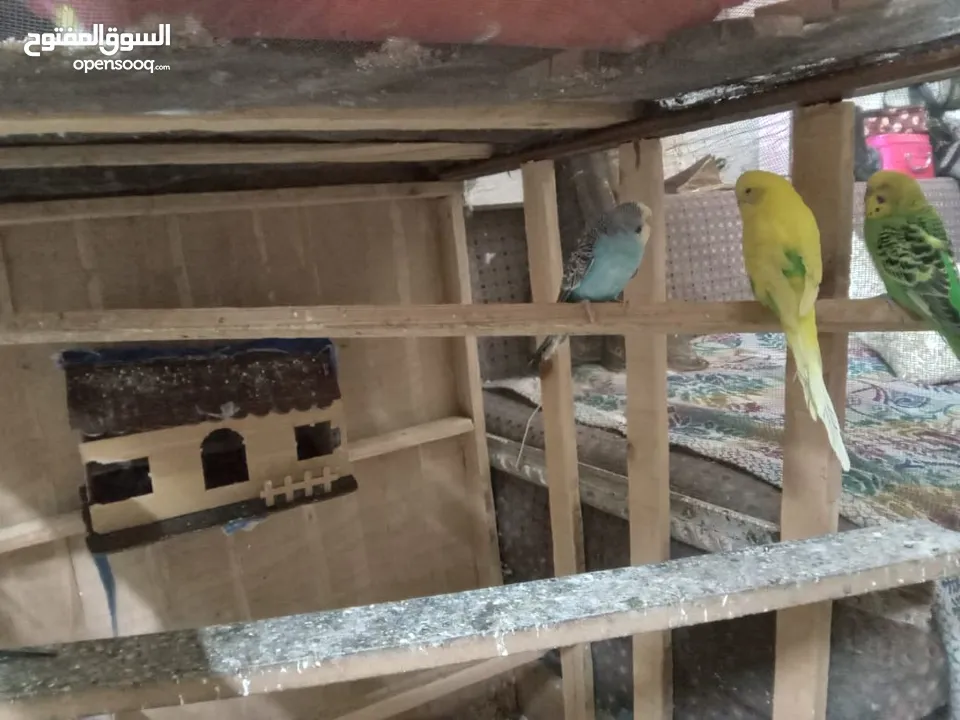 طيور الحب نوع البادجي بأحلى الألوان والأصوات