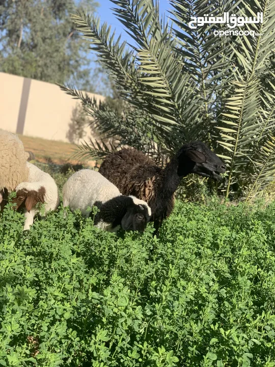 زوز نعاج والدات تحتهم زوز خرفان ربي ايبارك 